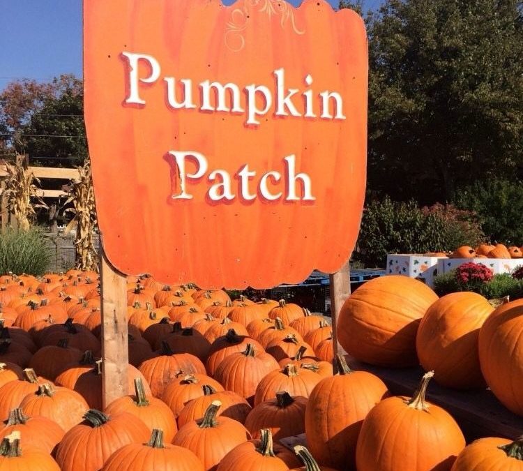 Let’s Go to the Pumpkin Patch