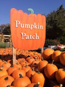 It’s a Shady Pines Trip to the Pumpkin Patch